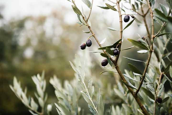 Tres beneficios de usar aceite de oliva en la piel