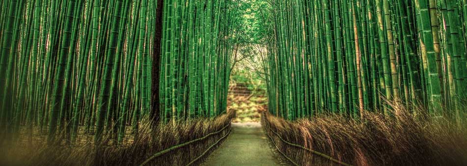 Bambú: superalimento para la nutrición, la salud y la medicina